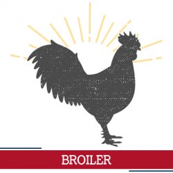 broiler icon, sunshine around chicken