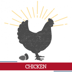 chicken icon, sunshine around a chicken with eggs