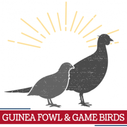 guinea fowl game birds icon, sunshine around guinea fowl game birds