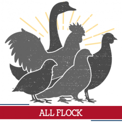 all flock icon, sunshine around multiple birds