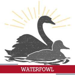 waterfowl icon, sunshine around waterfowl